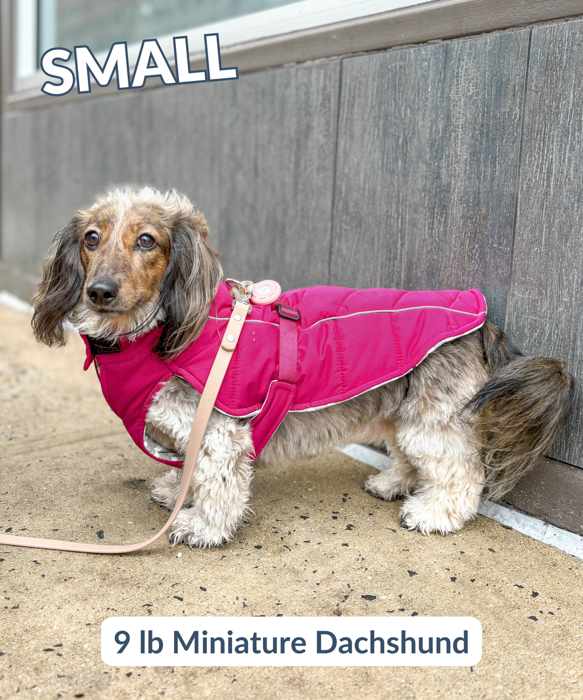 Miniature dachshund wearing pink quilted winter dog coat in hibiscus pink