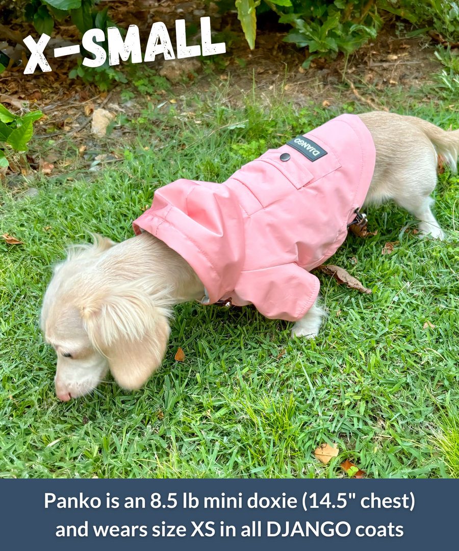 8.5 lb mini Dachshund wearing a Quartz Pink Highland Dog Jacket in size XS
