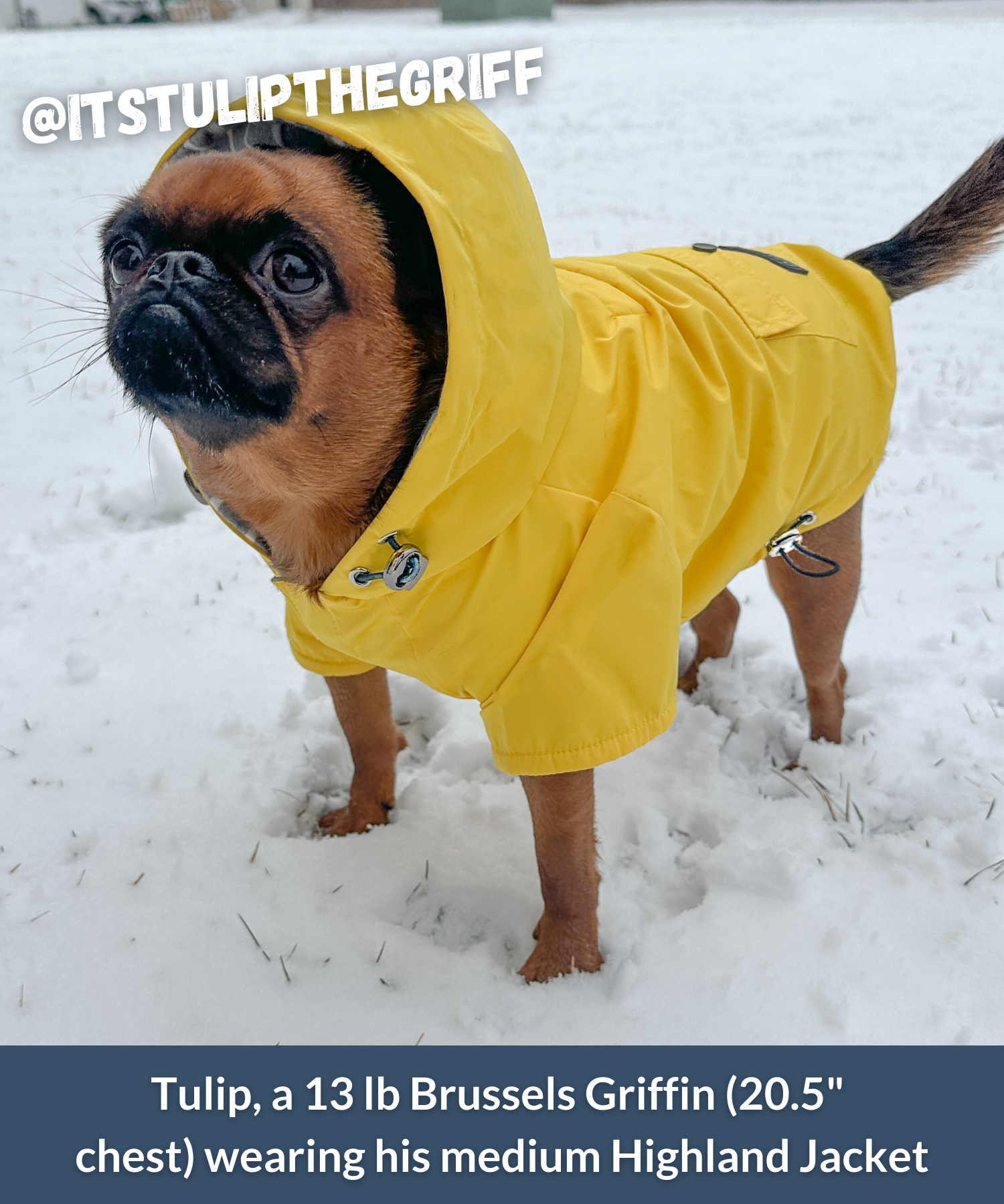Adorable small dog wearing a hooded yellow jacket while walking outside in snow