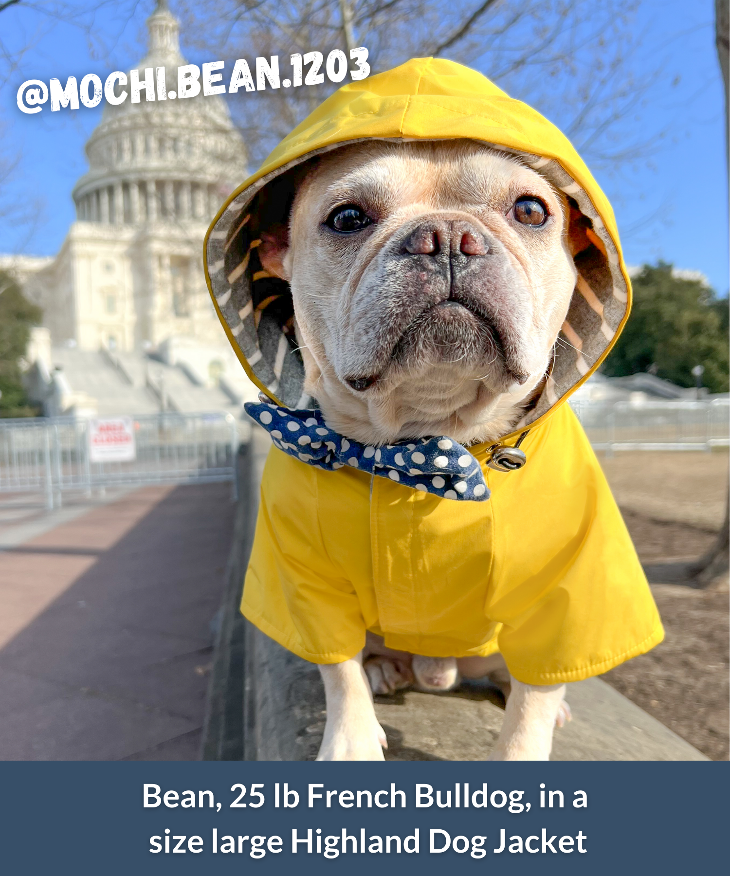 French bulldog wearing a hooded yellow raincoat in Washington, DC