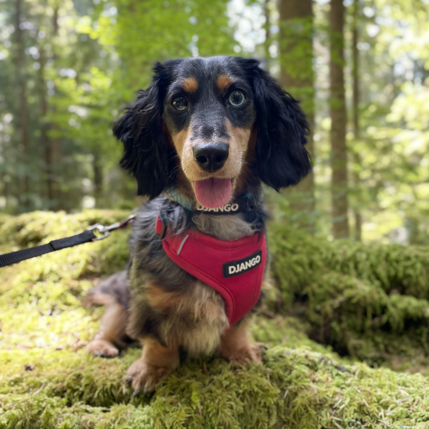 K9 adventure collar best sale