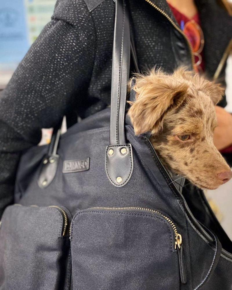 This beautiful mini aussie dog rides in DJANGO's large dog carrier bag. Zoey is a cute mini dachshund and rides in her medium DJANGO dog carrier bag. This stylish pet tote carrier features 4 zipper pockets to secure essentials, a key leash,  credit card slots, and genuine leather handles and base - djangobrand.com