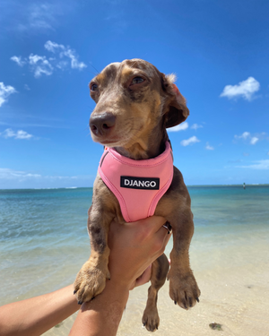Django Adventure Dog Harness - Comfortable Neoprene Everyday and Weather-Resistent Dog Harness in Quartz Pink - djangobrand.com