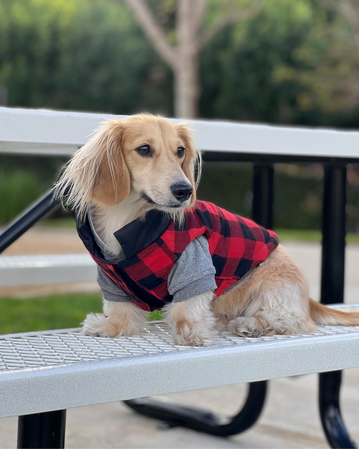 Flannel 2025 dog jacket