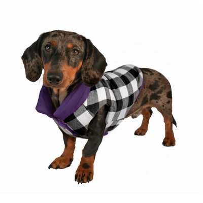 Django on sale dog coats