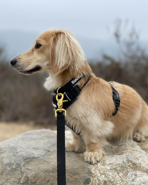 DJANGO Adventure Dog Collar in Black - Modern, durable, and stylish collar for small and medium dogs and puppies with solid cast brass hardware - djangobrand.com