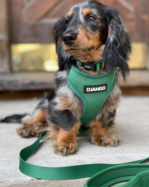 DJANGO Adventure Dog Collar in Forest Green - Modern, durable, and stylish collar for small and medium sized dogs and puppies with solid cast brass hardware - djangobrand.com