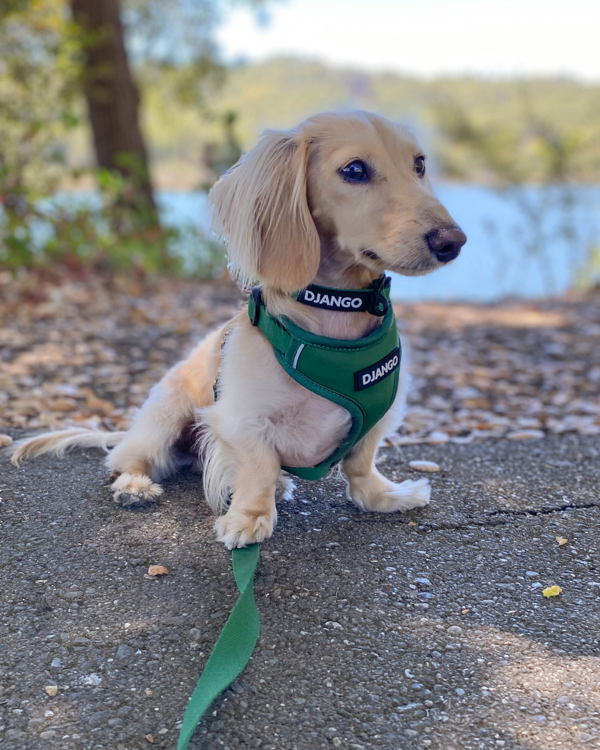 DJANGO Adventure Dog Collar in Forest Green - Modern, durable, and stylish collar for small and medium sized dogs and puppies with solid cast brass hardware - djangobrand.com