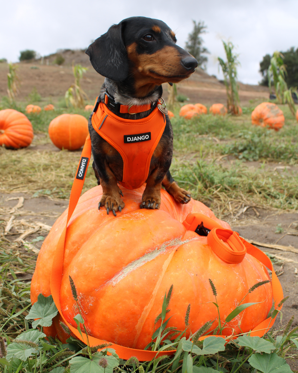 Django Adventure Dog Harness - Comfortable Neoprene Everyday and Weather-Resistent Dog Harness in Sunset Orange - djangobrand.com