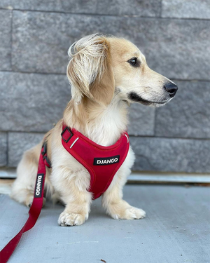 Django Adventure Dog Harness - Comfortable Neoprene Everyday and Weather-Resistent Dog Harness in Crimson Red - djangobrand.com