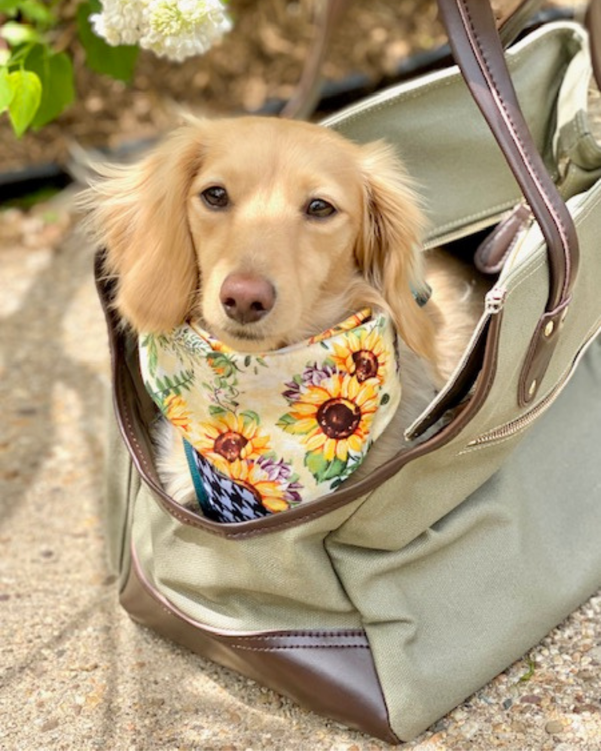 Leather sales dog purse