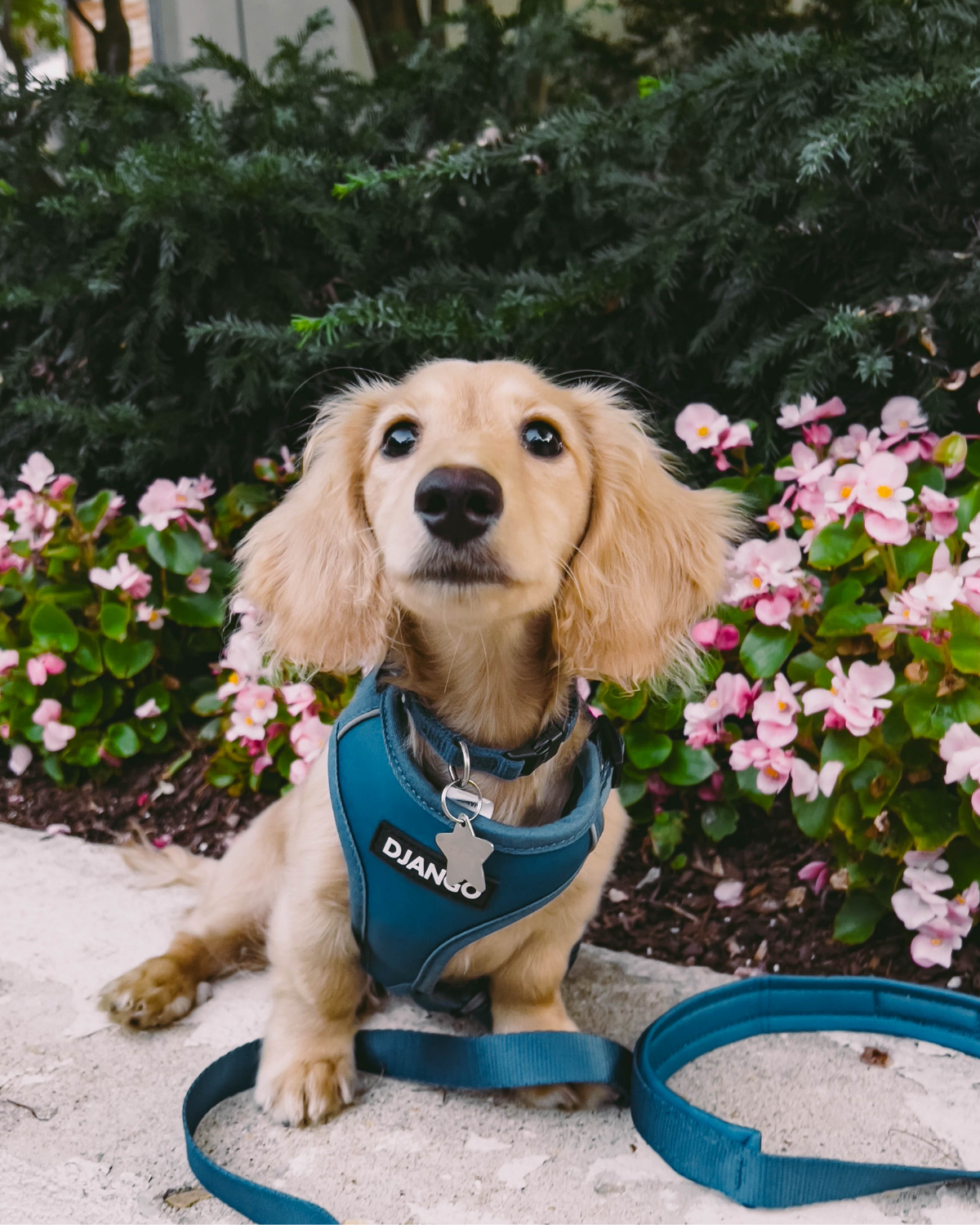 DJANGO Adventure Dog Collar in Indigo Blue - Modern, durable, and stylish collar for small and medium dogs and puppies with solid cast brass hardware - djangobrand.com