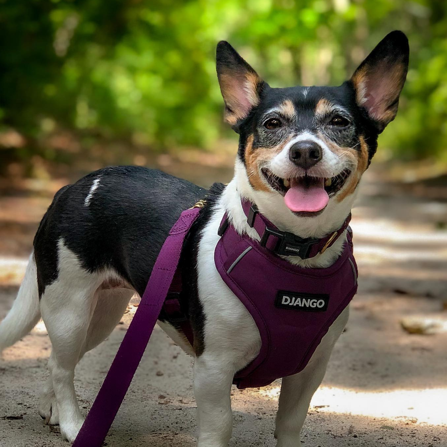 DJANGO Adventure Dog Leash Plum Purple – Strong, Comfortable, and Stylish Dog Leash with Solid Brass Hardware and Padded Handle - Designed for Outdoor Adventures and Everyday Use - djangobrand.com