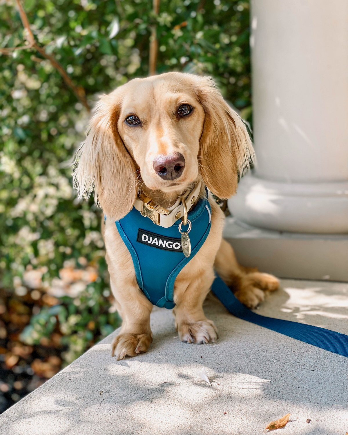 Django Adventure Dog Harness - Comfortable Neoprene Everyday and Weather-Resistent Dog Harness in Indigo Blue - djangobrand.com