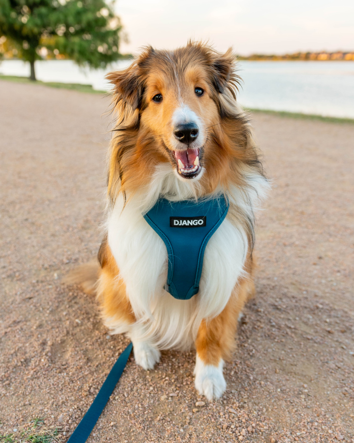 Django Adventure Dog Harness – Comfortable, Durable, and Reflective Neoprene Dog Harness for Outdoor Adventures and Everyday Wear – Adjustable
