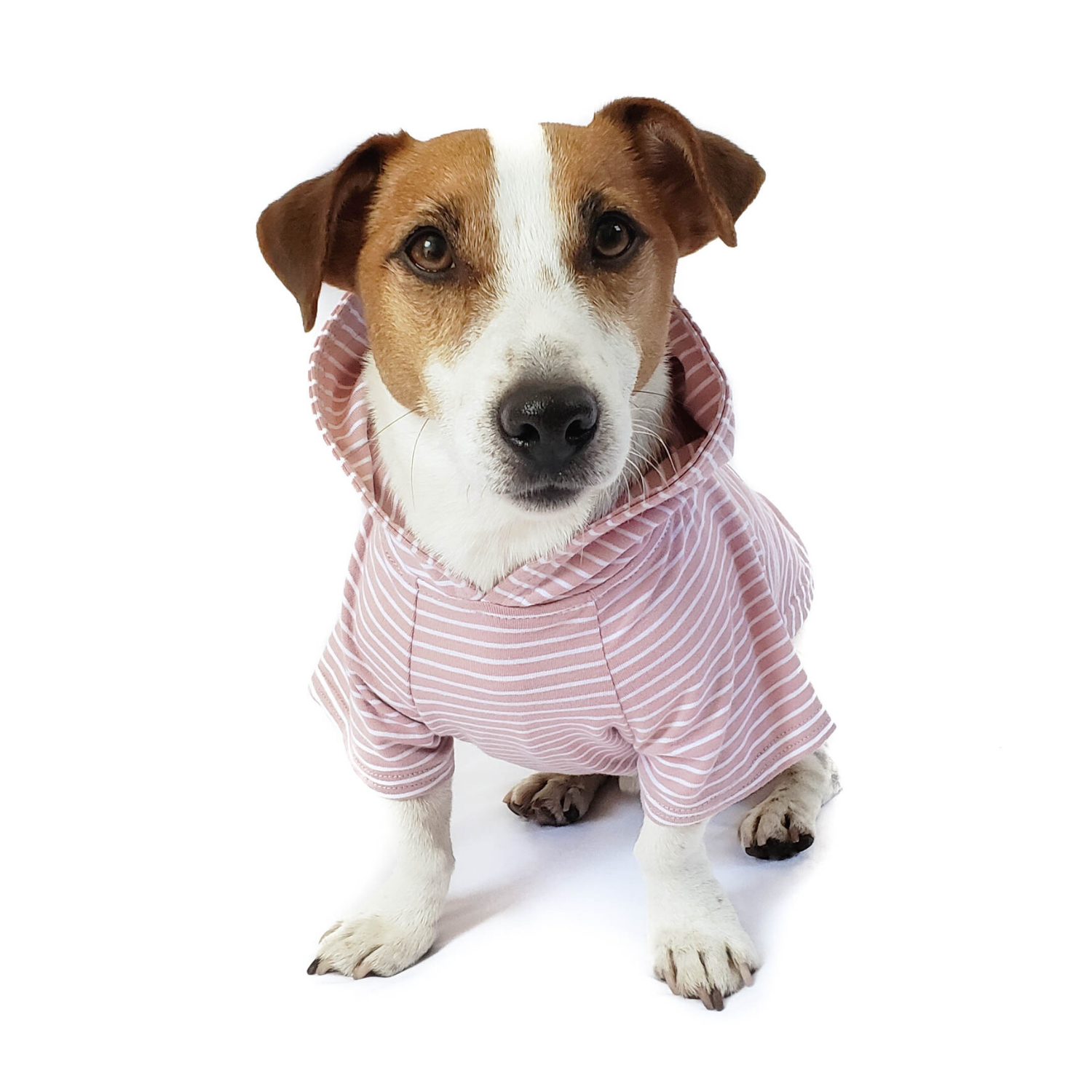DJANGO dog hoodies are the best dog hoodies for small dogs and small dog breeds. Pair with your favorite DJANGO dog harness for the ultimate look! - djangobrand.com 
