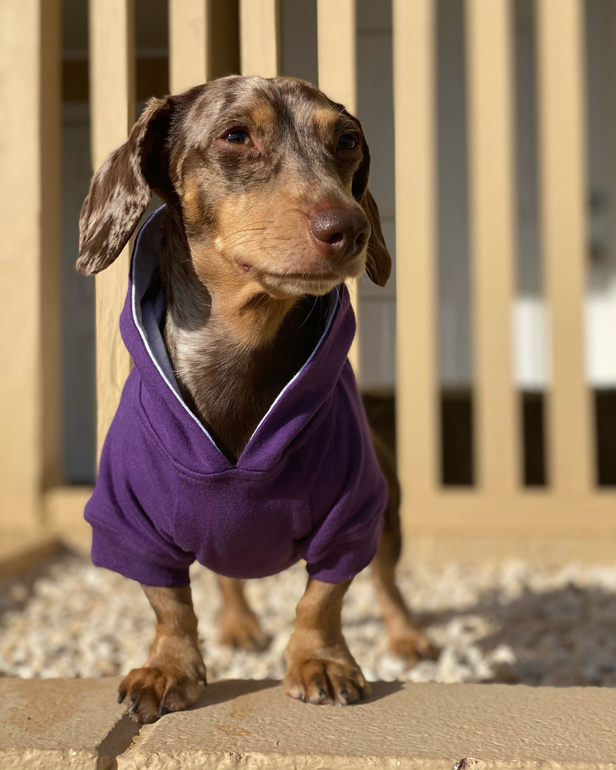 Dog with hoodie on hotsell