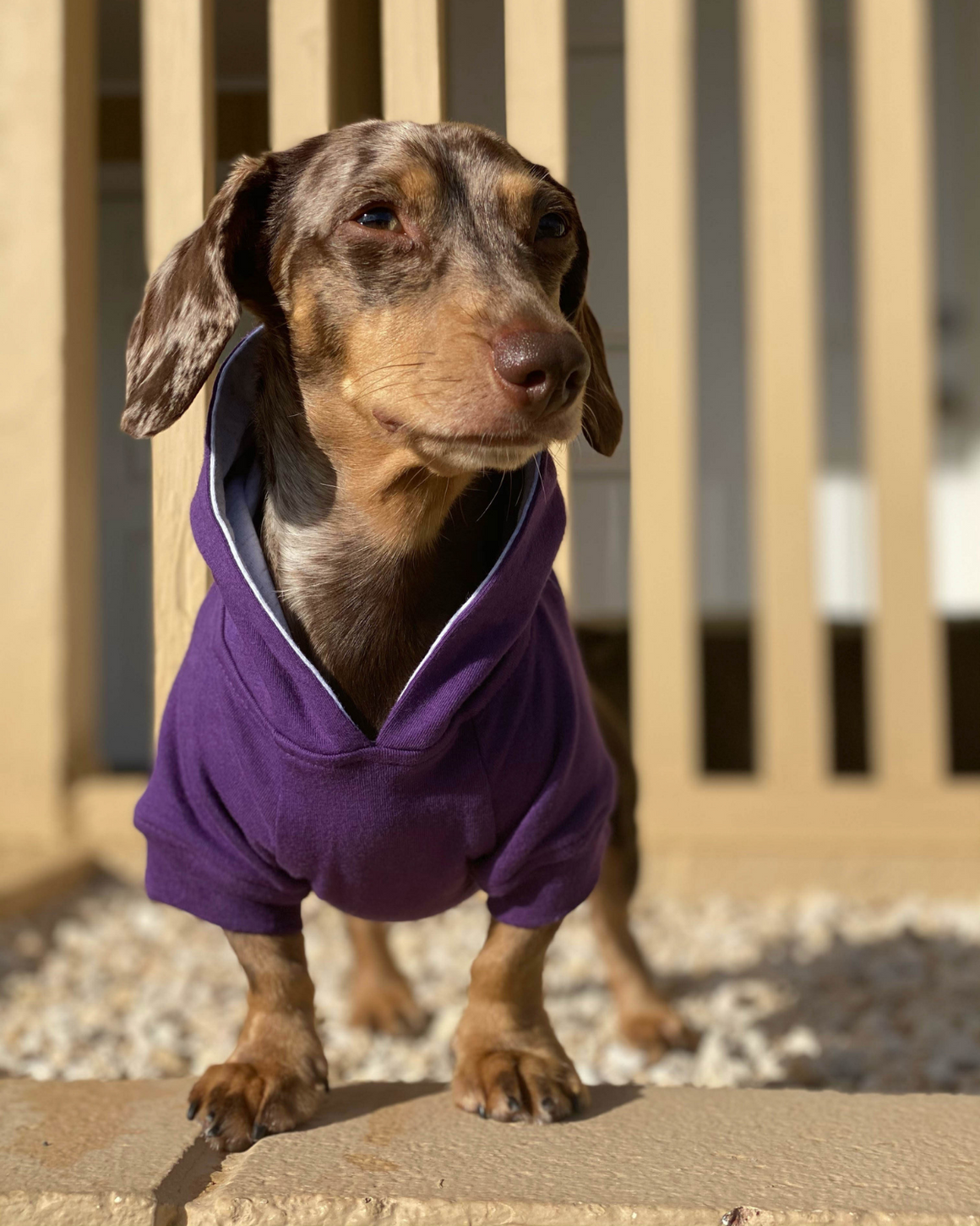 DJANGO Dog Hoodie in Royal Purple - Super soft and stretchy dog hoodies and sweaters - djangobrand.com