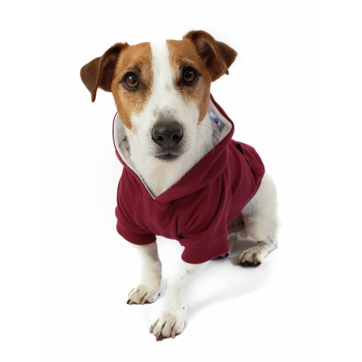 Dog sales burgundy jacket