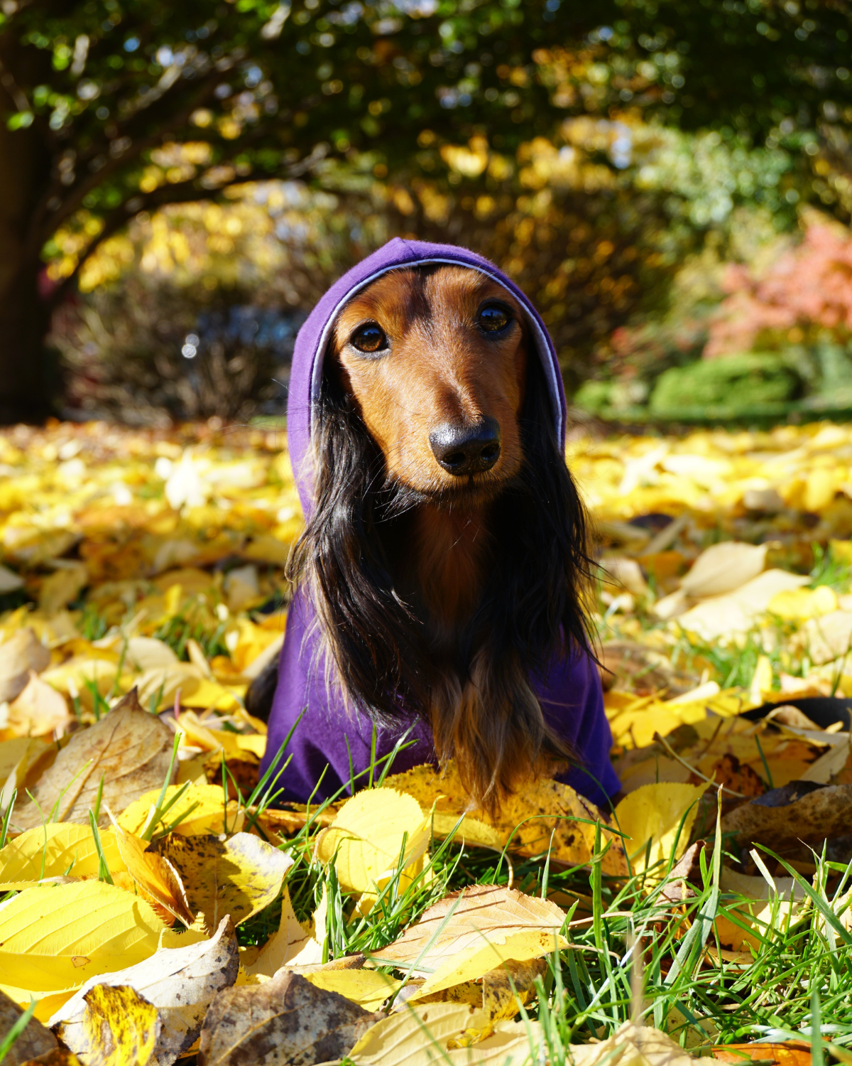 Purple dog hoodie clearance