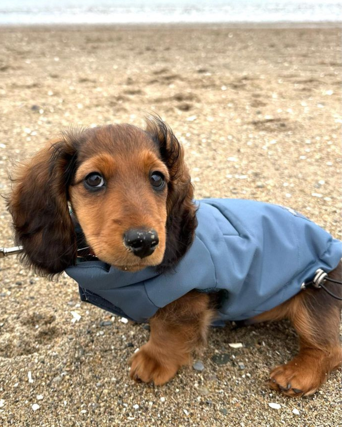Adorable dachshund puppy Abe of @abethedachshund is wearing his DJANGO Reversible Puffer Dog Coat in color Twilight Blue. Abe is a mini doxie puppy and wears size XS. - djangobrand.com