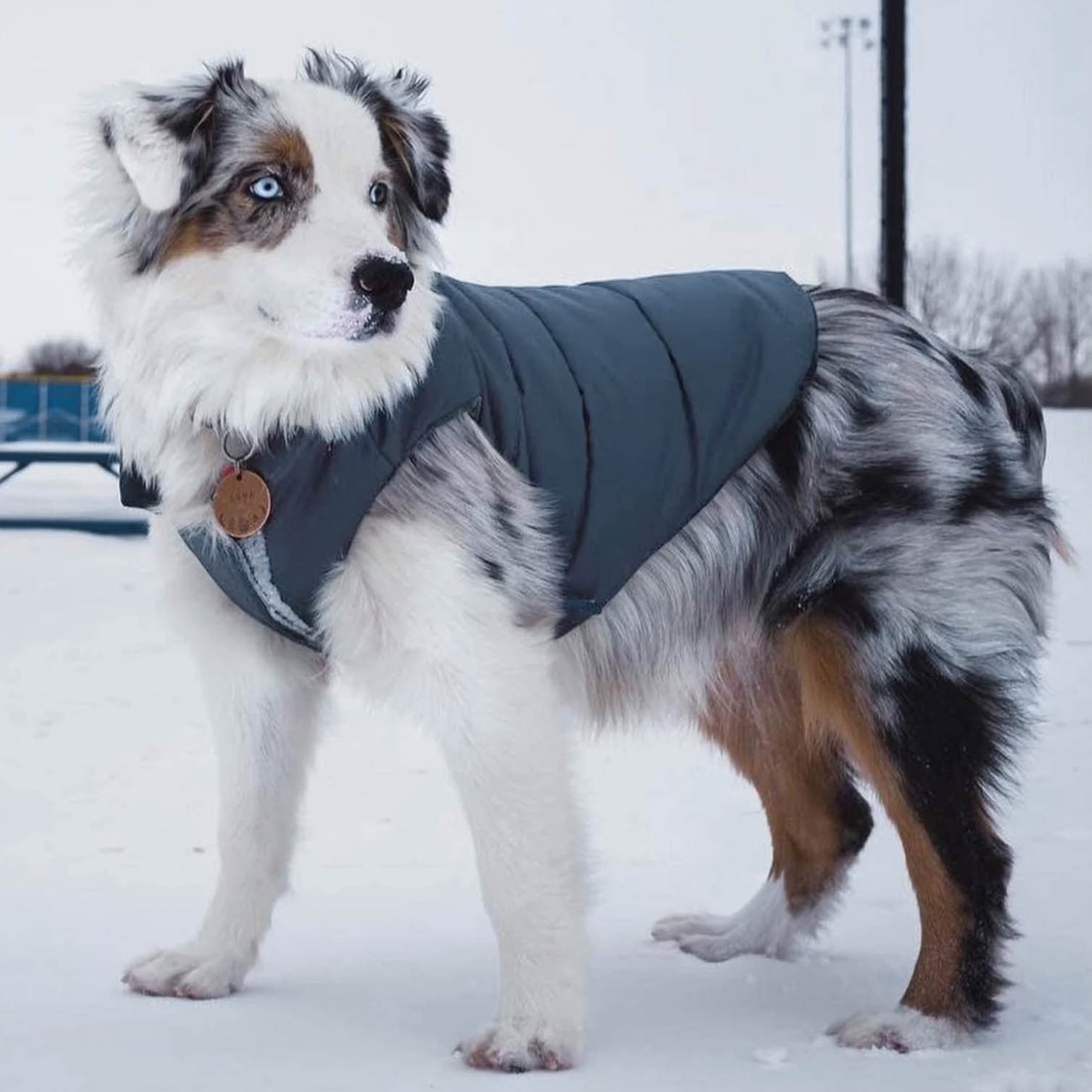 DJANGO's popular puffer dog coat is designed for all small and medium sized dog breeds. djangobrand.com