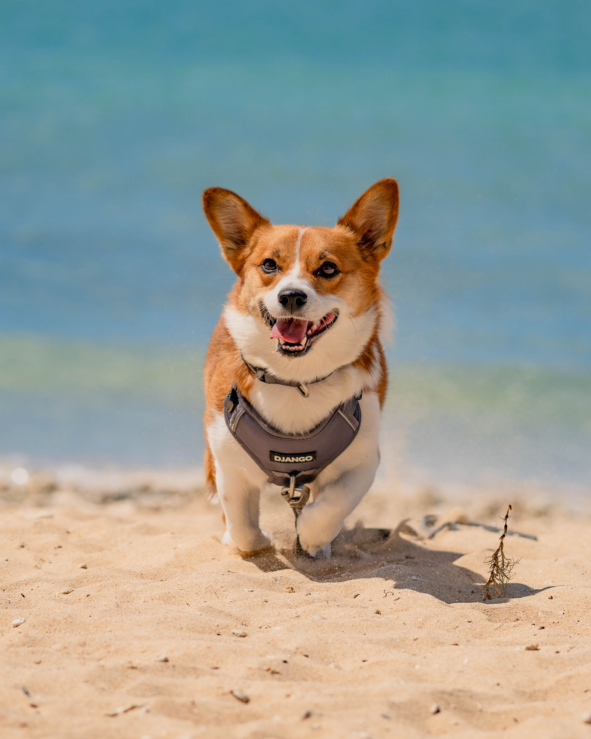 Tato the corgi is playing on the sandy beach in his water-resistant and durable DJANGO Tahoe No Pull Dog Harness and Waterproof Leash set. Tato wears a size medium dog collar. - djangobrand.com