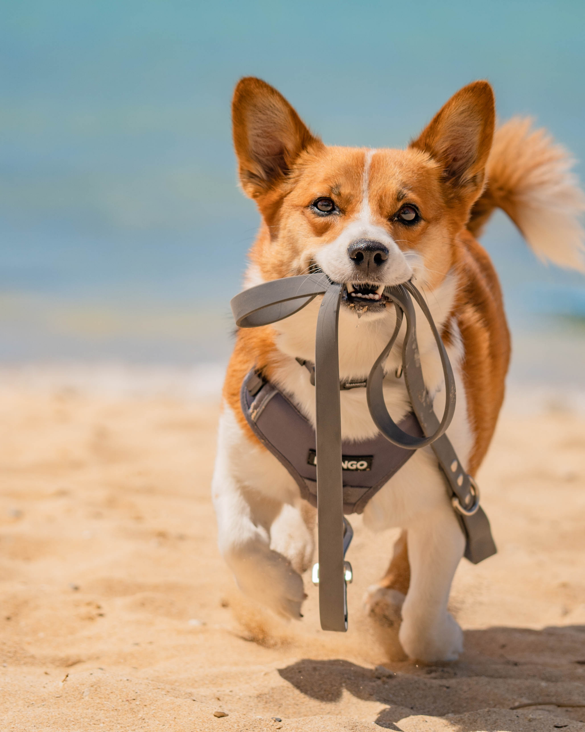 Tato the corgi is playing on the sandy beach in his water-resistant and durable DJANGO Tahoe No Pull Dog Harness and Waterproof Leash set. Tato wears a size medium dog harness and collar. - djangobrand.com