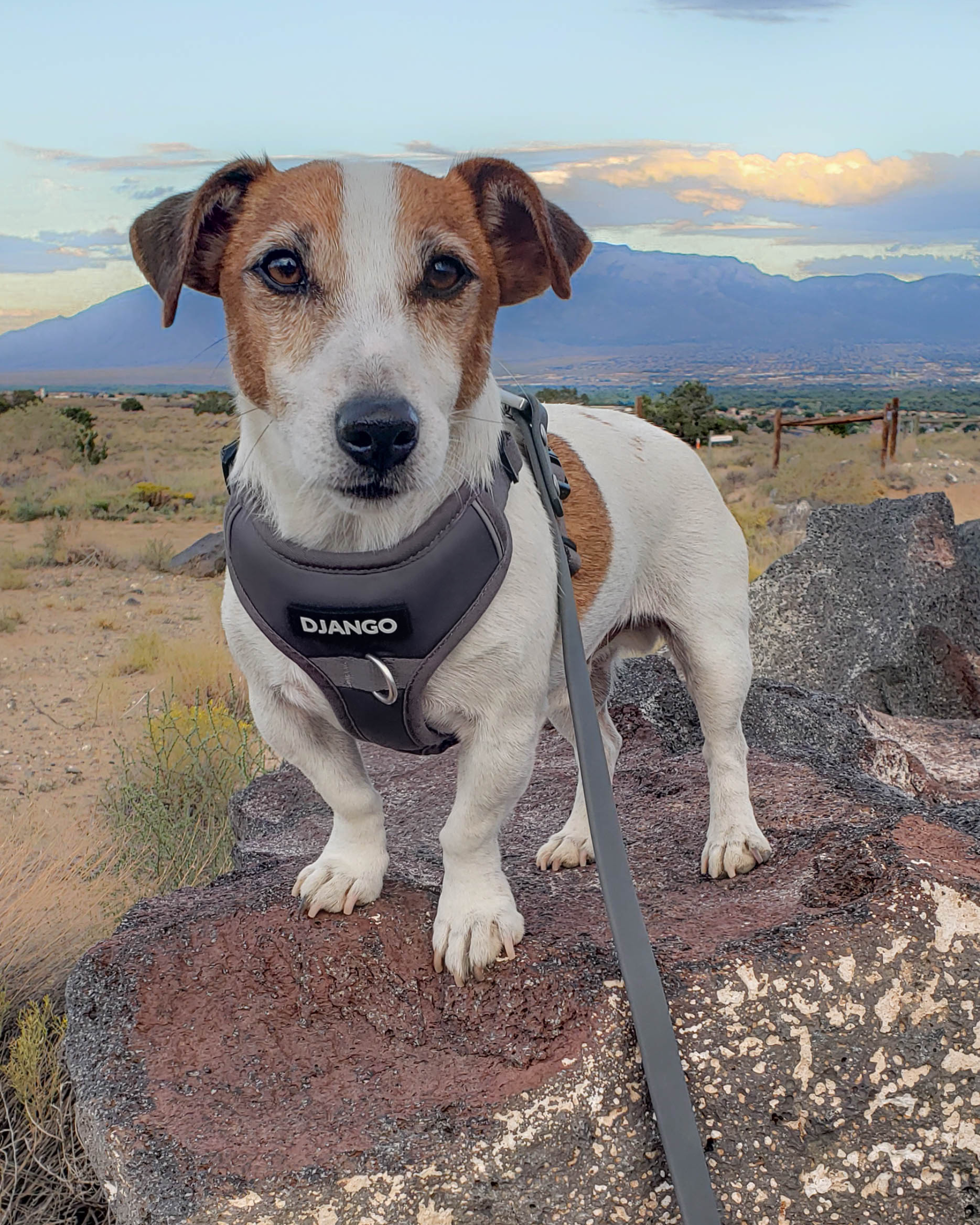Gunner is adventuring by Black Volcano, New Mexico in his matching DJANGO Tahoe No Pull Dog Harness and Waterproof Dog Leash set. Gunner is an outdoor-loving Jack Russell terrier and wears a size medium DJANGO dog harness. - djangobrand.com