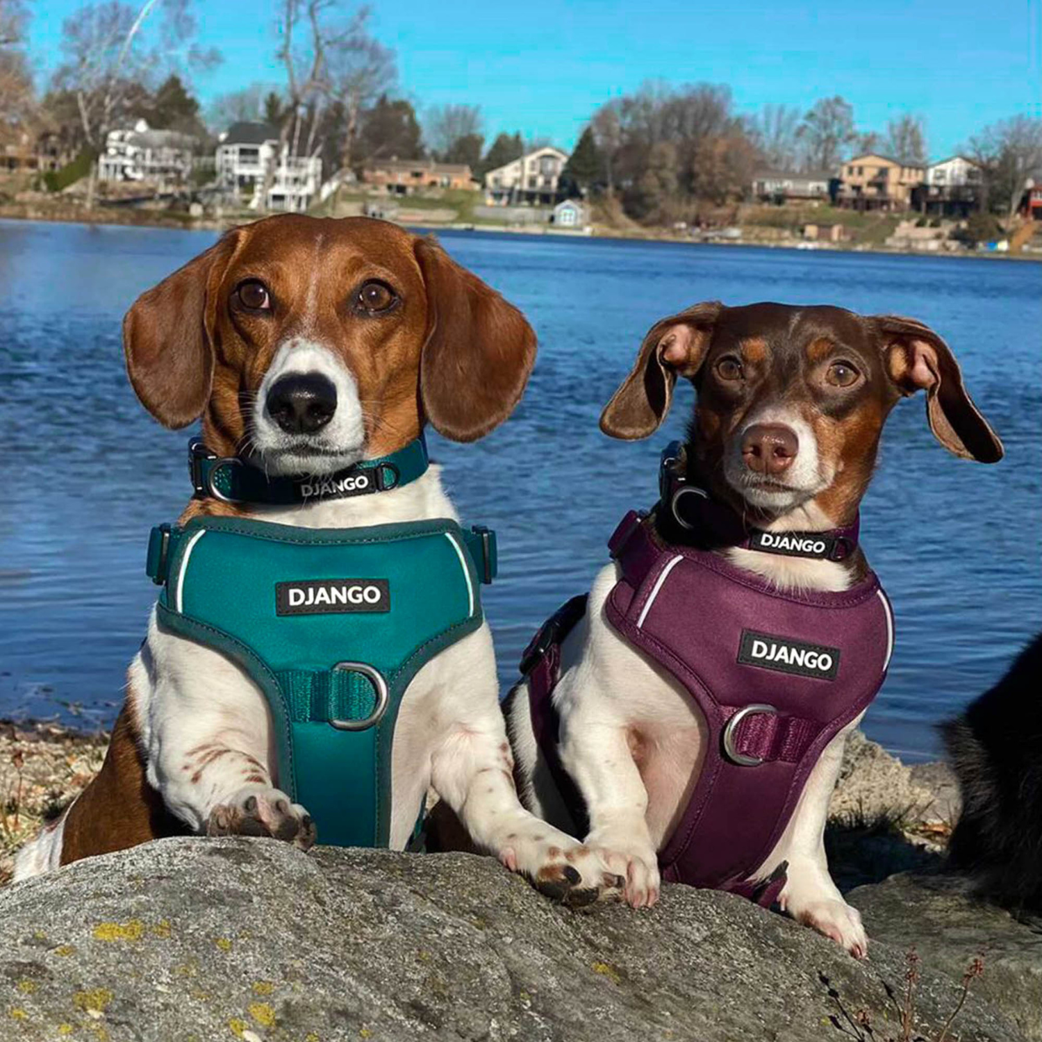 Beautiful dachshunds Myles and Willow are wearing their DJANGO Tahoe Dog Collars in Dark Teal Green and Raspberry Purple. Every DJANGO Tahoe Collection order gives back to Lake Tahoe and the beautiful surrounding terrain - djangobrand.com