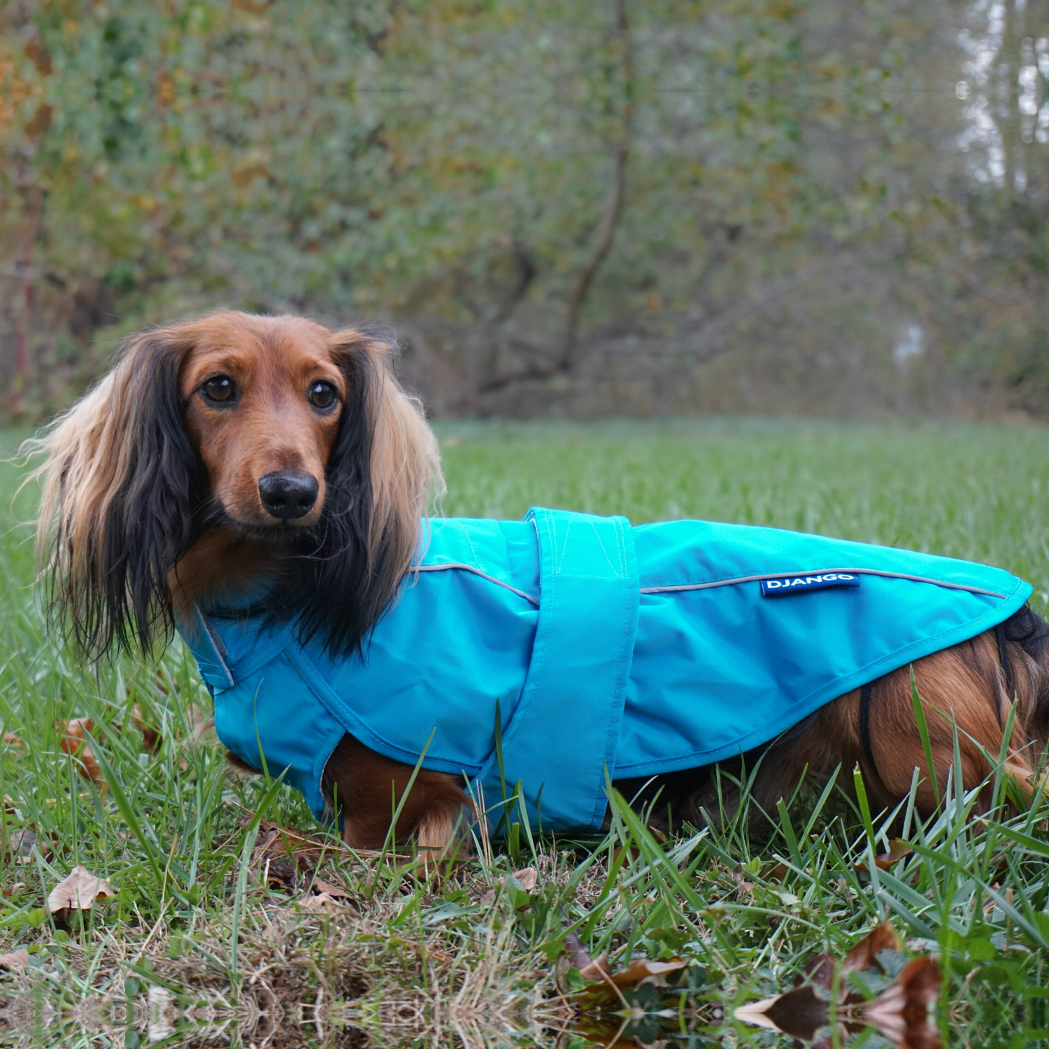 Weiner sales dog raincoat