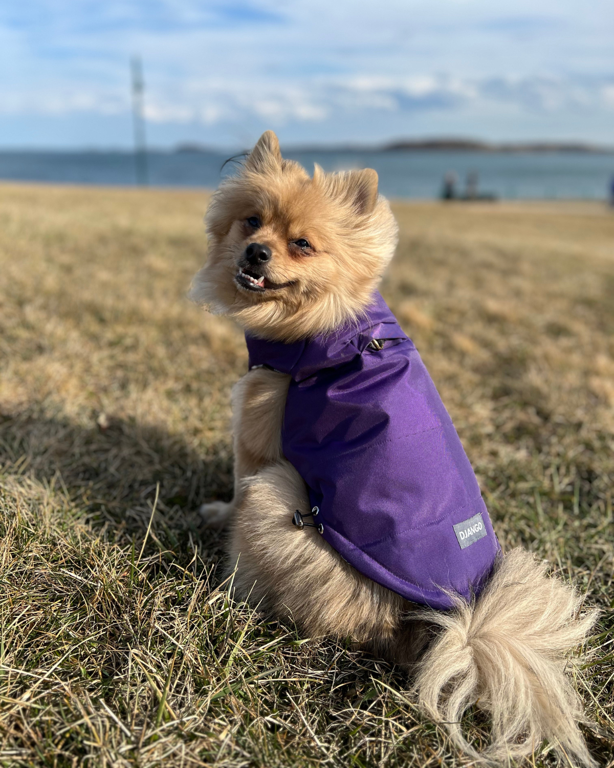 Time to play! Our adorable Pomeranian furend is wearing her DJANGO Reversible Puffer Dog Coat in color Violet Purple, size medium. DJANGO's puffer dog coat is comfortable, insulated, and water-repellent and designed for chilly autumn days, snowy winter walks, and rainy spring showers - djangobrand.com