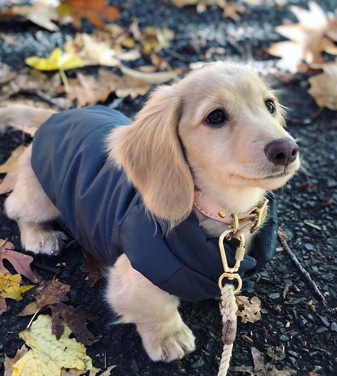 Dachshund puffer jacket on sale