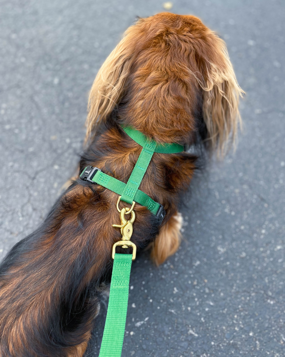 DJANGO's Adjustable Hands-Free Dog Leash features beautiful solid-cast hardware that pairs perfectly with your favorite DJANGO dog harness and collar - djangobrand.com