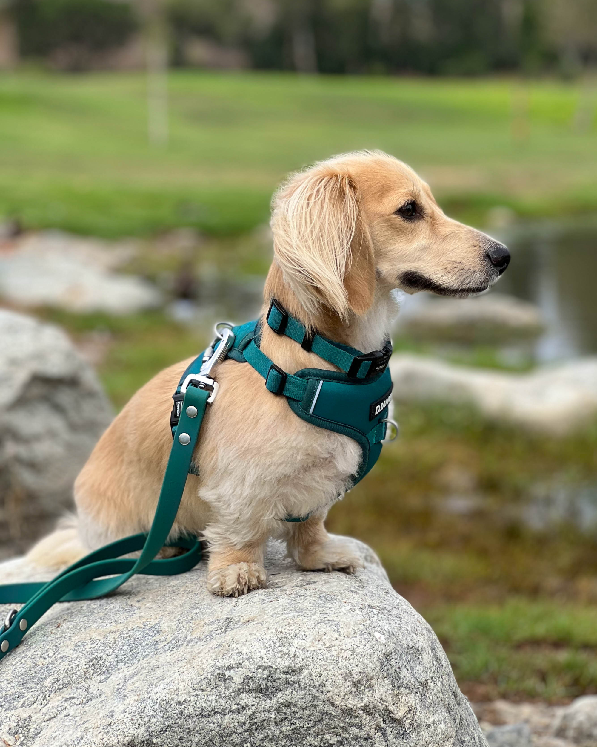 Teal dog shop harness
