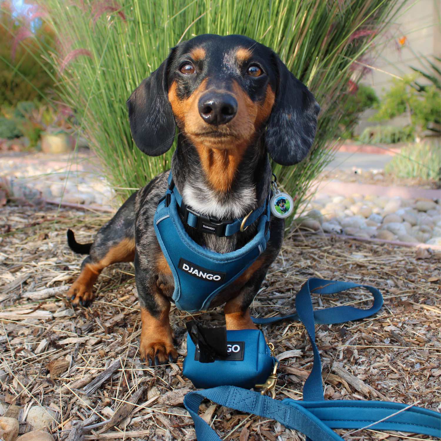 DJANGO Adventure Dog Collar in Indigo Blue - Modern, durable, and stylish collar for small and medium dogs and puppies with solid cast brass hardware - djangobrand.com