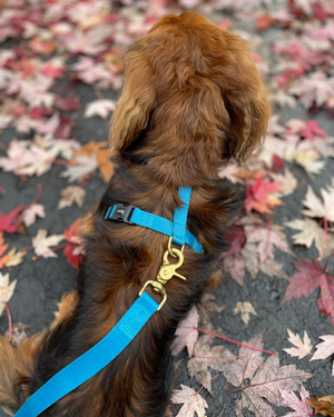 Django Adventure Dog Harness - Comfortable Neoprene Everyday and Weather-Resistent Dog Harness in Pacific Blue - djangobrand.com