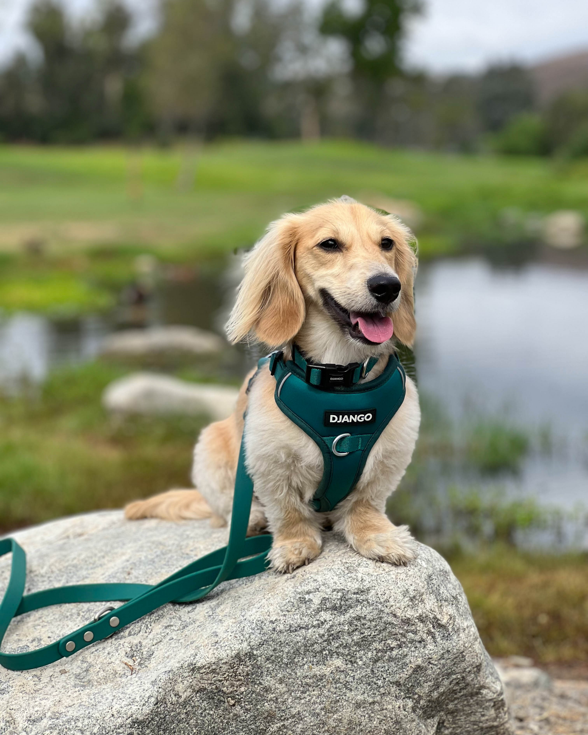 Green dog harness hot sale