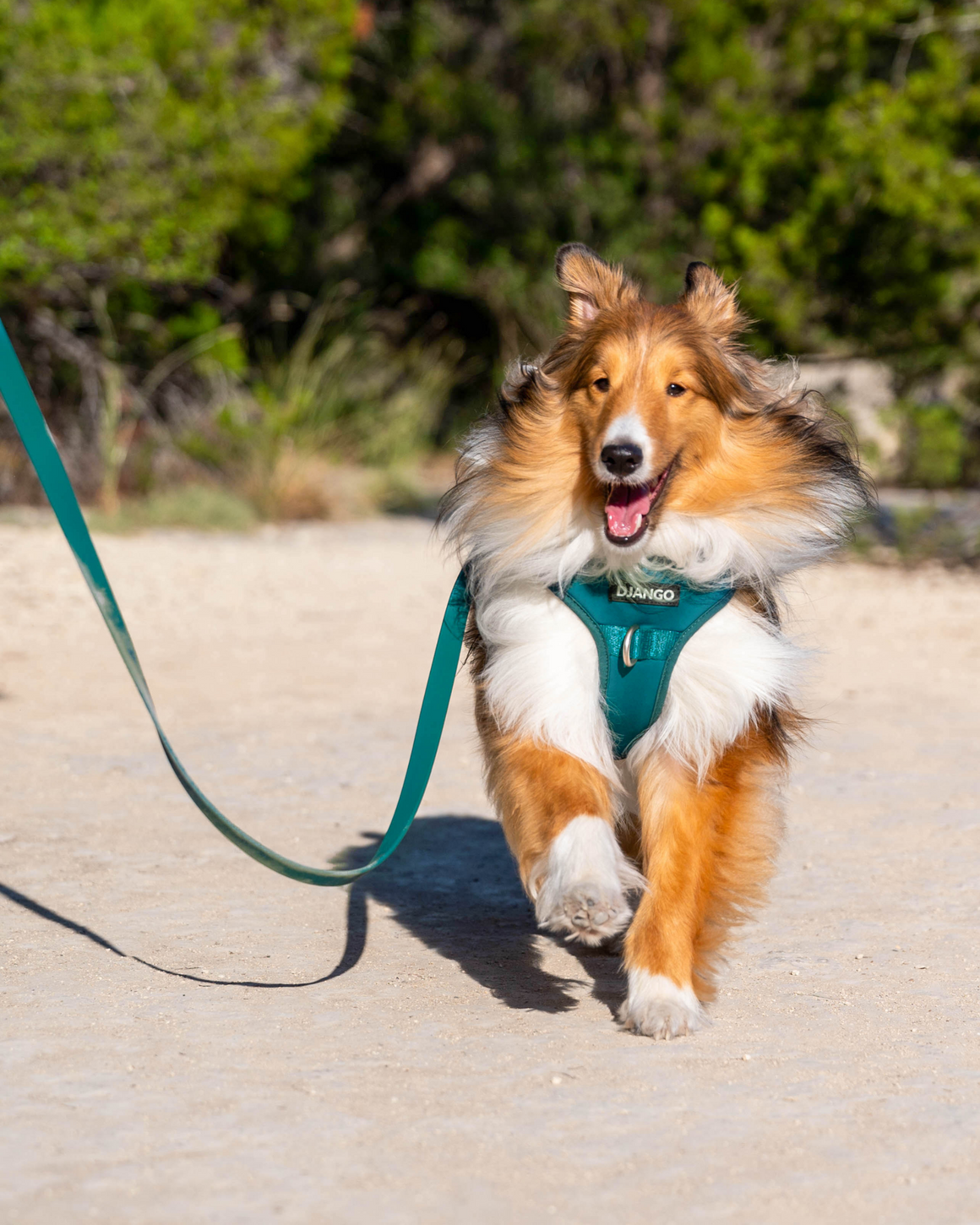 DJANGO Tahoe Dog Leash in Dark Teal - Waterproof, dirt-resistant, odor-resistant, and easy-to-clean dog leash designed for muddy mountain trails, sparkling lakes, and dusty sidewalks. - djangobrand.com