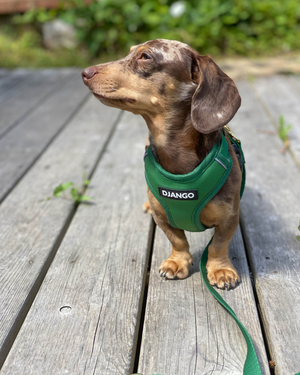 Django Adventure Dog Harness - Comfortable Neoprene Everyday and Weather-Resistent Dog Harness in Forest Green - djangobrand.com