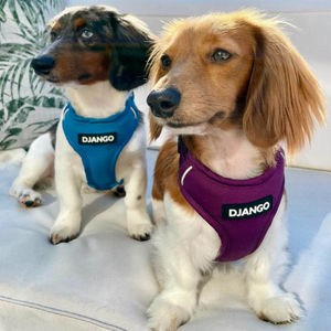 Django Adventure Dog Harness - Comfortable Neoprene Everyday and Weather-Resistent Dog Harness in Plum Purple - djangobrand.com