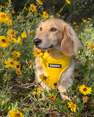 Django Adventure Dog Harness - Comfortable Neoprene Everyday and Weather-Resistent Dog Harness in Dandelion Yellow - djangobrand.com