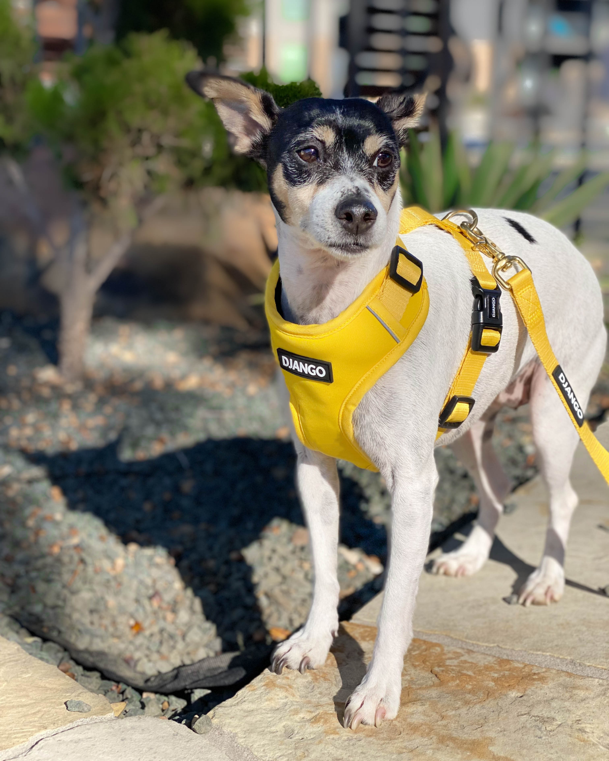 Django Adventure Dog Harness - Comfortable Neoprene Everyday and Weather-Resistent Dog Harness in Dandelion Yellow - djangobrand.com