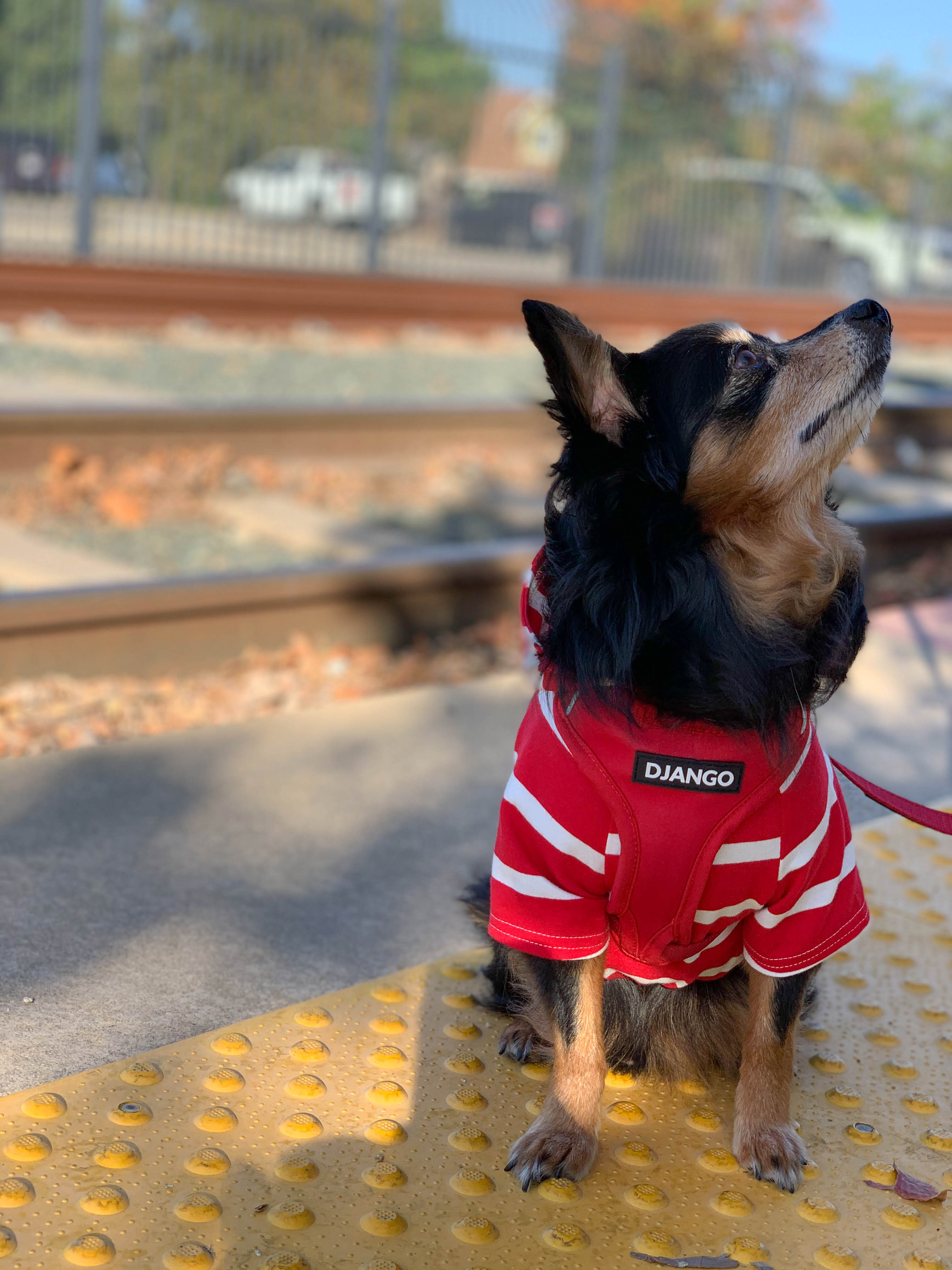DJANGO Dog Hoodie - Pair your red and white striped dog hoodie with your favorite DJANGO Adventure Dog Harness for the ultimate look! Style tip? Layer your DJANGO dog harness over your DJANGO dog hoodie for easy D-ring access and optimal comfort. - djangobrand.com