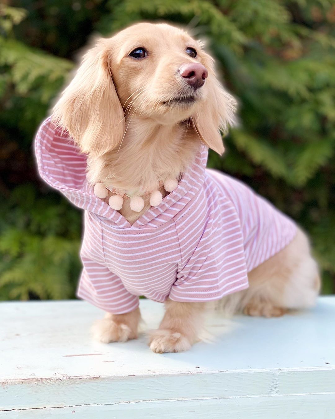 Beautiful english cream dachshund Claire is wearing her DJANGO dog hoodie in color Blush Pink. This pink dog hoodie is soft, stretchy, and perfect for daily walks and everyday outings. - djangobrand.com