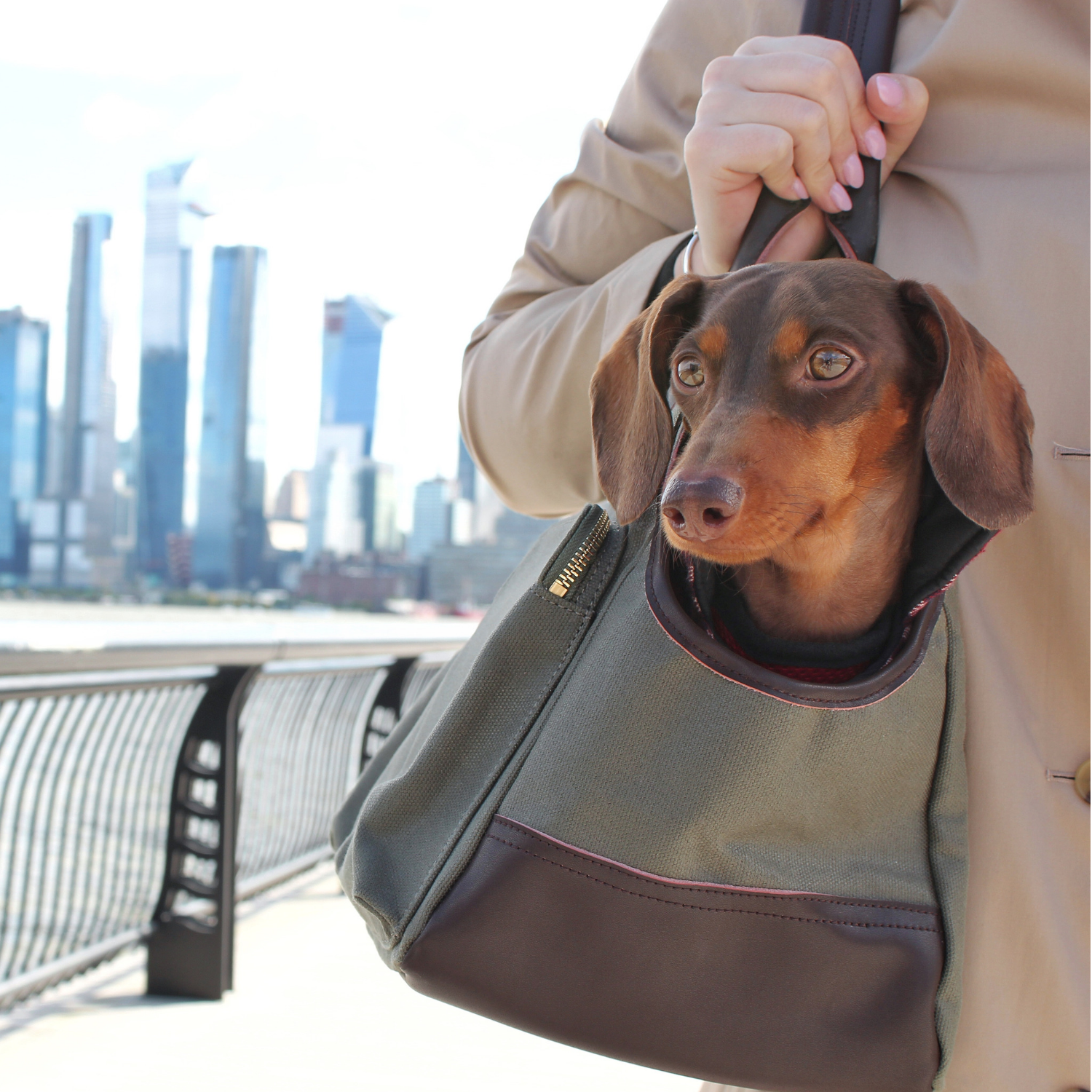 Weiner dog carrier deals