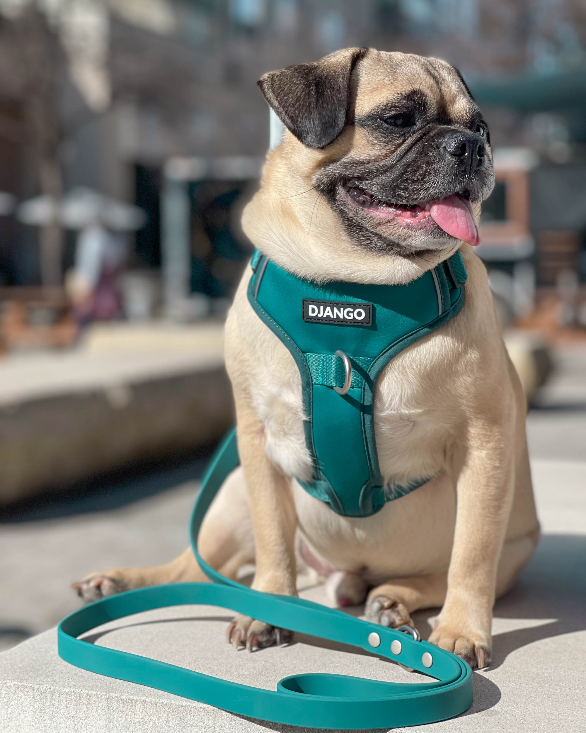 Adorable pug Rumi from Texas is wearing his DJANGO no pull dog harness and matching leash set in color Dark Teal Green. A percentage of every Tahoe Collection order goes directly to environmentally-friendly non-profit Tahoe Fund to help protect Lake Tahoe and its surrounding wild places - djangobrand.com