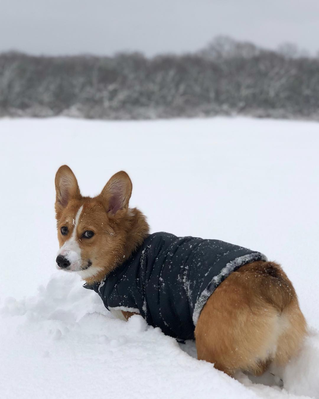 DJANGO's puffer coat for dogs features a water-repellent exterior for snow days, rain days, and winter weather. - djangobrand.com